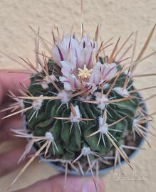 pianta grassa cactus