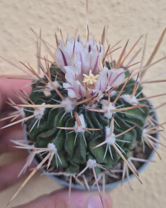 pianta grassa cactus