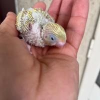 Pullo di cocorita clearbody