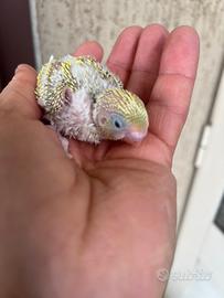 Pullo di cocorita clearbody