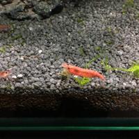 Caridine Red Cherry per acquario ornamentale