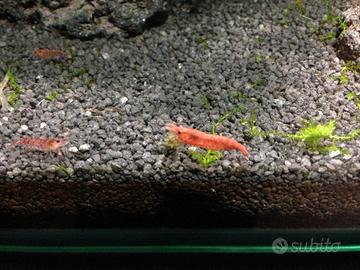 Caridine Red Cherry per acquario ornamentale