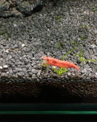 Caridine Red Cherry per acquario ornamentale