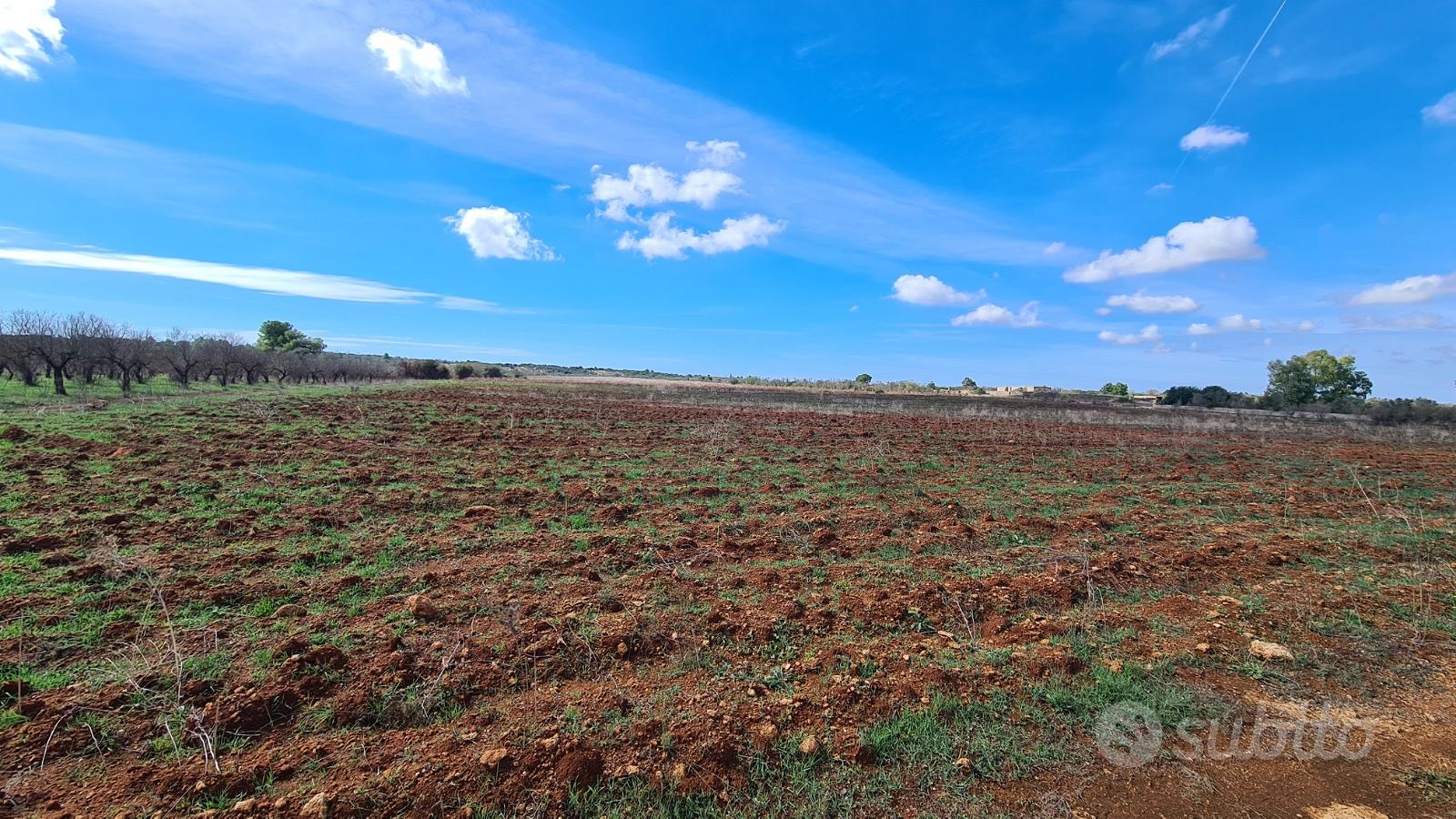 Terreno Agricolo provincia di Ugento - Vista 2
