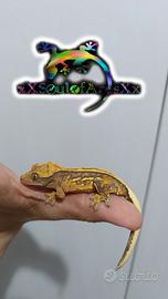 Ciliatus / Geco Crestato ID: GH