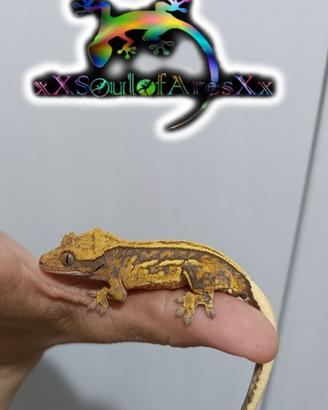 Ciliatus / Geco Crestato ID: GH