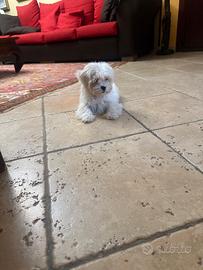 Cuccioli di maltese