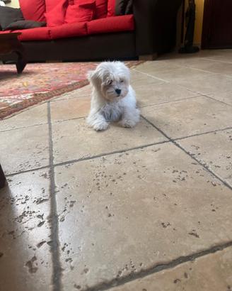 Cuccioli di maltese