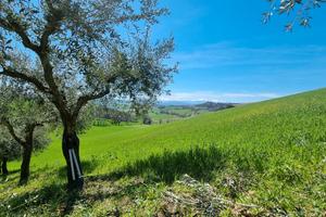 Terreno agricolo 36000 mq