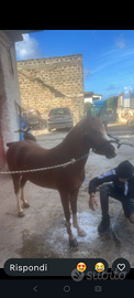 Pony femmina