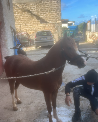 Pony femmina