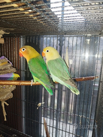 Coppia inseparabili Fischer