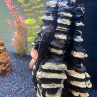 Hypostomus Punctatus Adulto