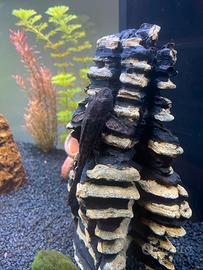 Hypostomus Punctatus Adulto