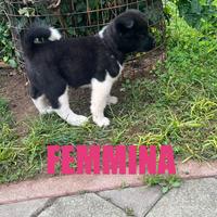 Ultime cucciole di akita americano