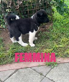 Ultime cucciole di akita americano