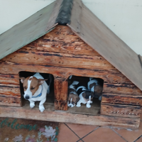 Vendita cuccioli jack russell