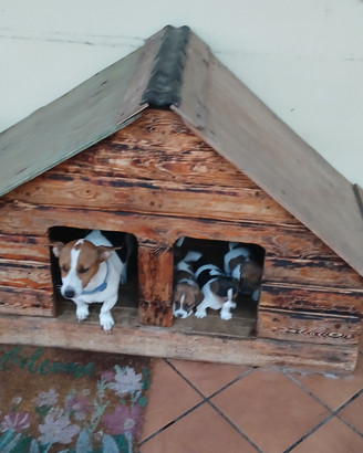 Vendita cuccioli jack russell