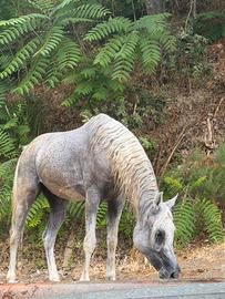 Cavallo