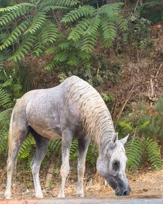 Cavallo