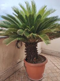 cycas revoluta