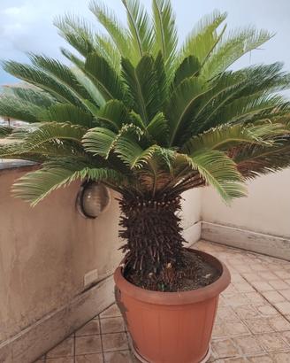 cycas revoluta