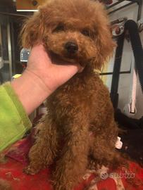 Barboncino piccolo nano fulvo