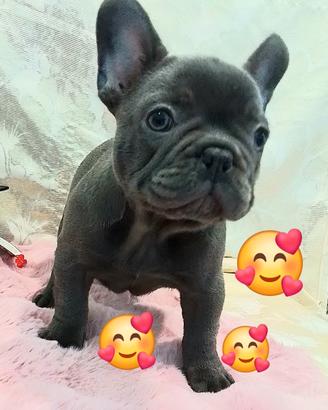 BULLDOG FRANCESE MASCHIO blu