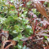 Bacopa, Alternanthera R. e Hygrophila P.