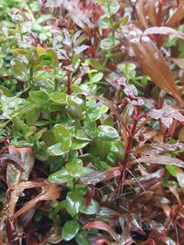 Bacopa, Alternanthera R. e Hygrophila P.