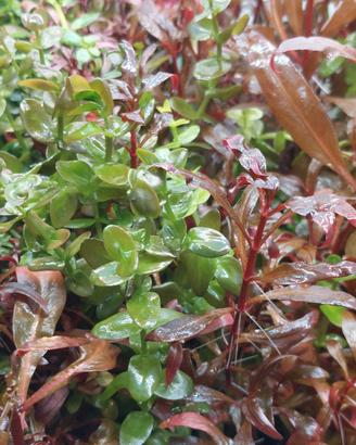 Bacopa, Alternanthera R. e Hygrophila P.