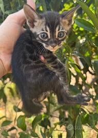 Gattino Bengala