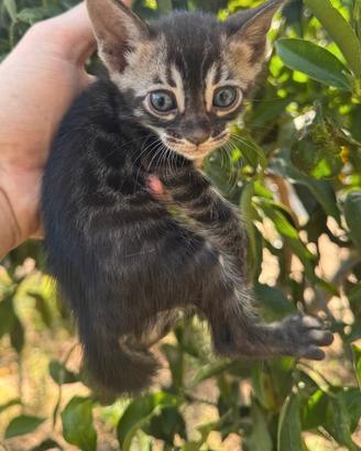 Gattino Bengala