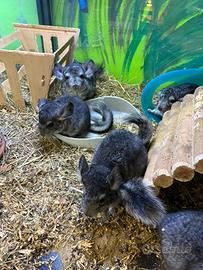 Cuccioli dí cincilla'