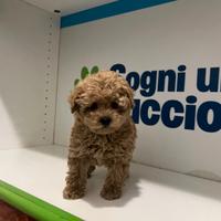 Barboncini mini toy albicocca subito disponibili