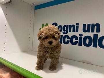 Barboncini mini toy albicocca subito disponibili