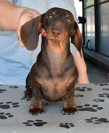 Bassotto kaninchen con pedigree per monta