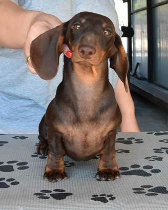 Bassotto kaninchen con pedigree per monta