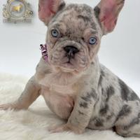 Sublime principessina bulldog francese Lilac merle