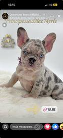 Sublime principessina bulldog francese Lilac merle