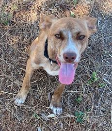 BINA cucciola dagli occhi magici