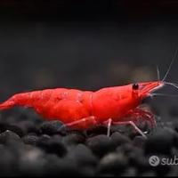 Caridine, Guppy Dumbo e planorbelle