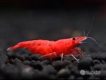 Caridine, Guppy Dumbo e planorbelle