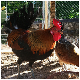 Gallina gallo coronata siciliana