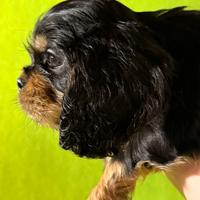Cavalier king maschio black e tan