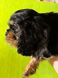 Cavalier king maschio black e tan