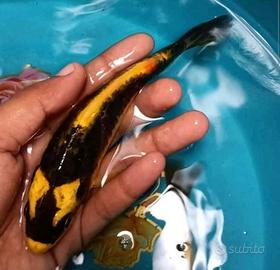 KABUTO KOI BUTTERFLY 10-15-20cm