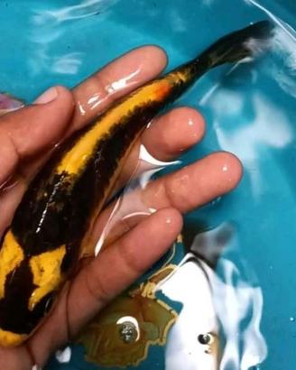KABUTO KOI BUTTERFLY 10-15-20cm