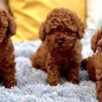 Barboncini mini toy red