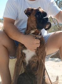 Boxer femmina